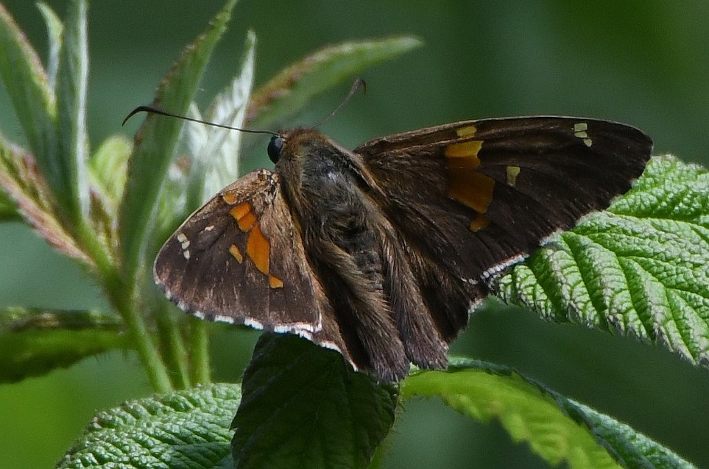 087 2018-06205608 Broad Meadow Brook, MA.JPG - Hoary Edge Skipper (Achalarus lyciades) on Cow Vetch (Vivia cracca). Butterfly. Broad Meadow Brook Wildlife Sanctuary, MA, 6-20-2018